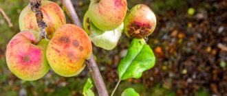 Redenen waarom appels vallen
