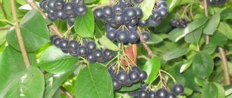 Ảnh chụp cây chokeberry đen