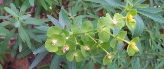 Larawan ng panloob na milkweed