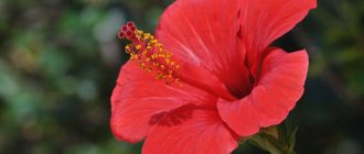 Larawan ng hibiscus