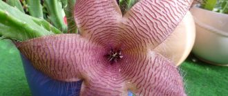Larawan ng stapelia