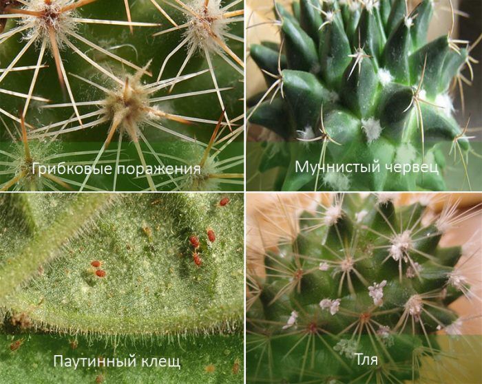 Mga sakit at peste ng Gymnocalycium