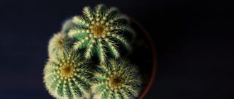 Foto van een cactus