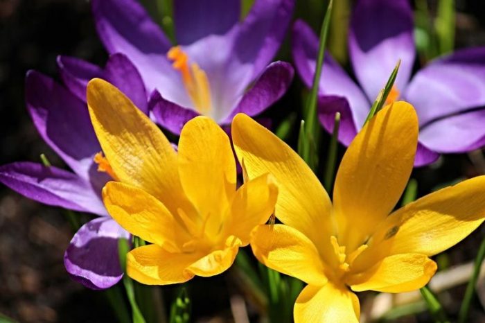 Mga Crocus