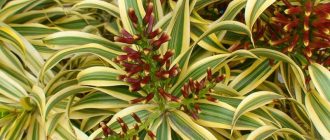 Dracaena