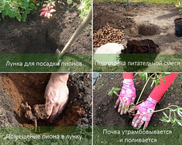 Как да засадим божур
