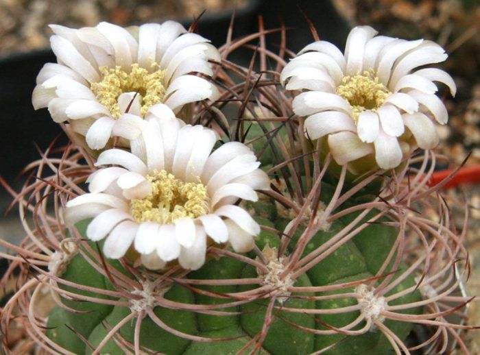 Gymnocalycium