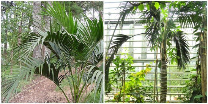 Howea belmoreiana