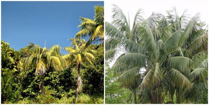 Howea forsteriana