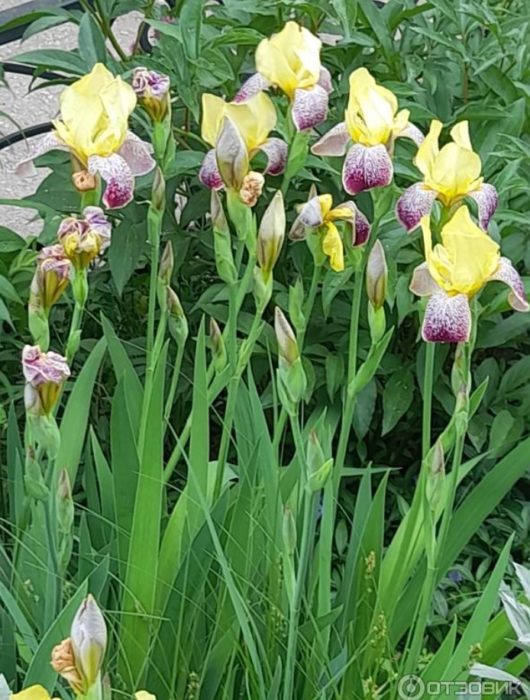 來自朋友的鳶尾花