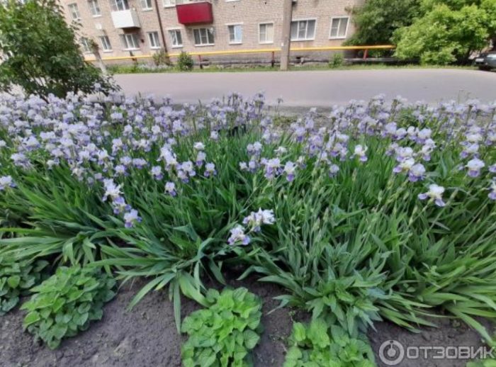 城市裡的鳶尾花