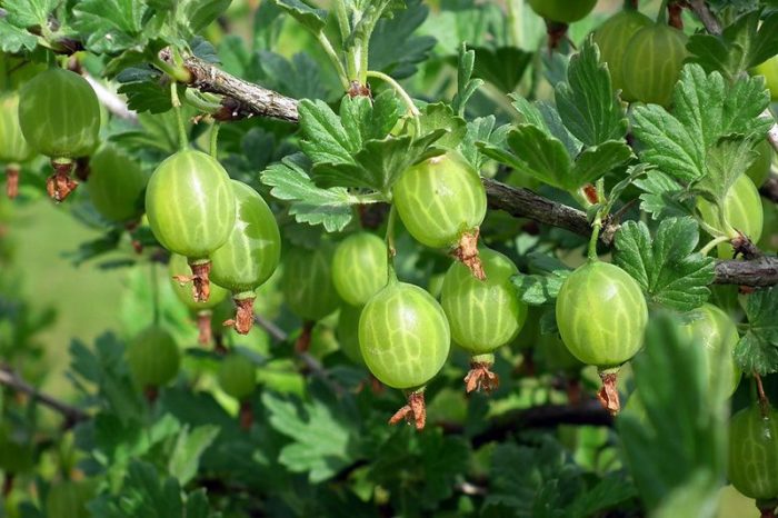 Gooseberry