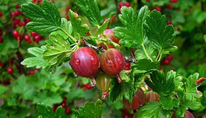 Gooseberry
