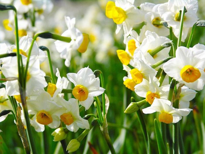 Narcissen