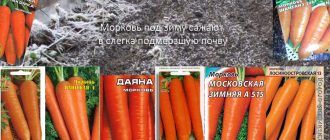 Odrody na zimnú sejbu