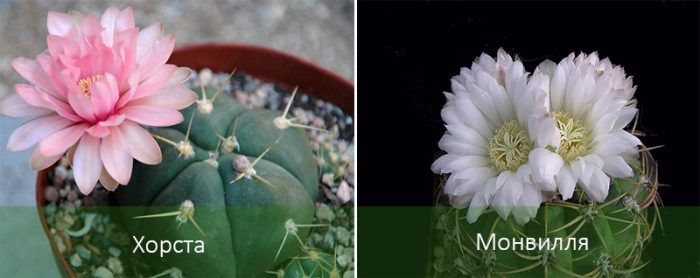 Mga Uri ng Gymnocalycium