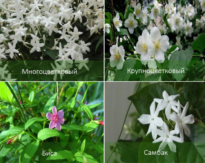 Mga uri ng panloob na jasmine