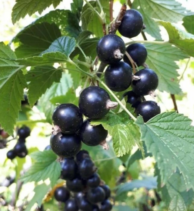 Blackcurrant Augusta