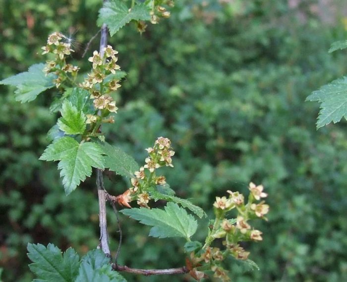 Ice currant