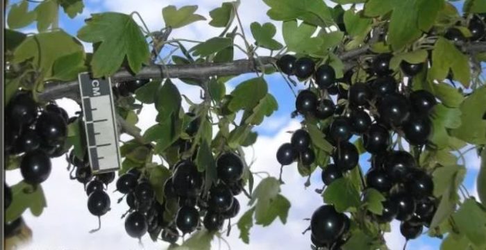 Iba't ibang uri ng Levushka