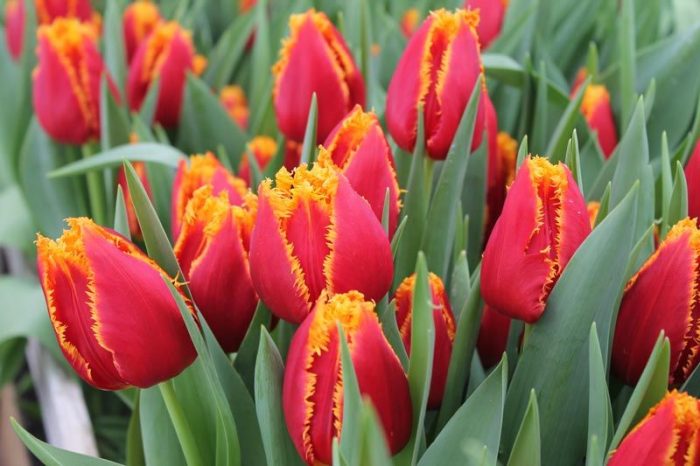 Mga Tulip