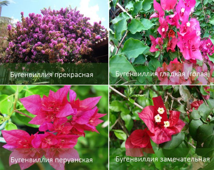 Mga Uri ng Bougainvillea