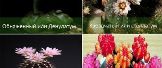 Soorten Gymnocalycium