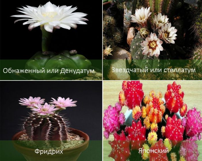 Mga Uri ng Gymnocalycium