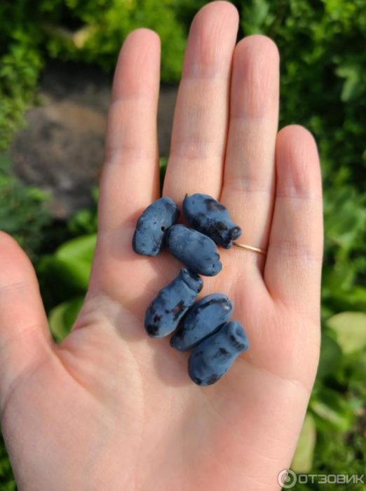 Mga berry ng honeysuckle sa palad