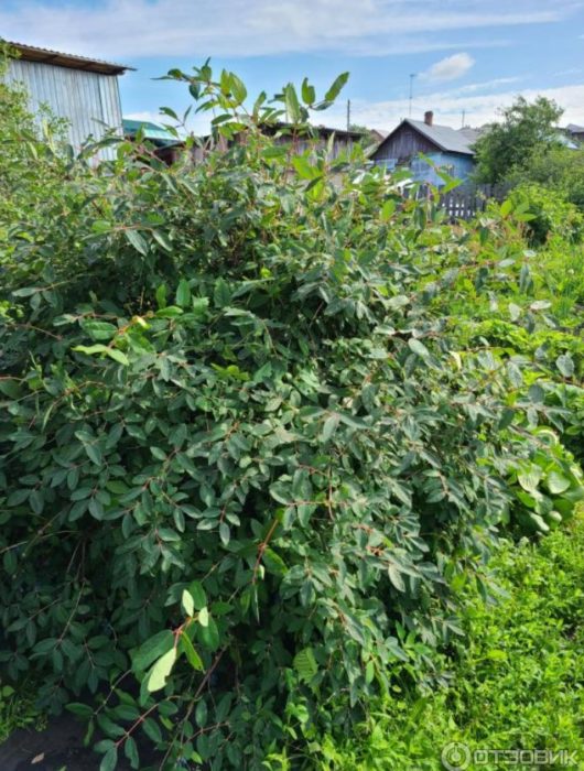 Honeysuckle bush sa dacha