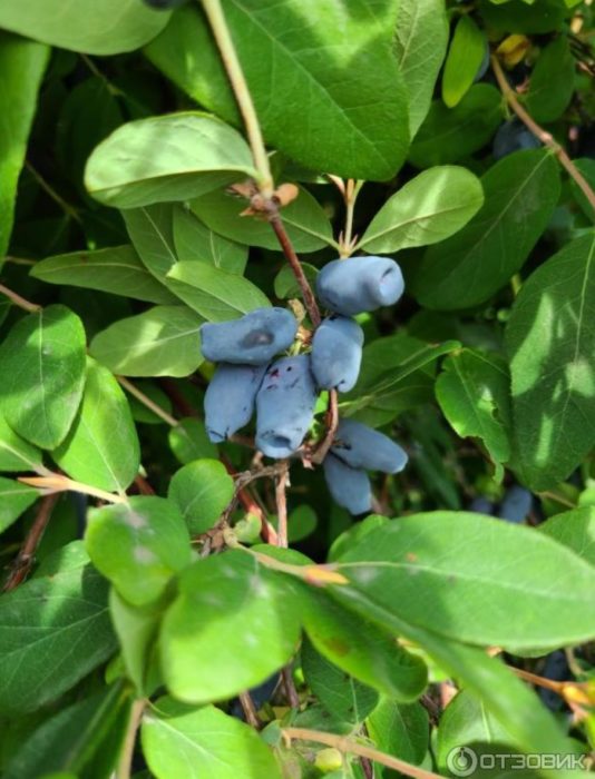 Honeysuckle sa isang palumpong
