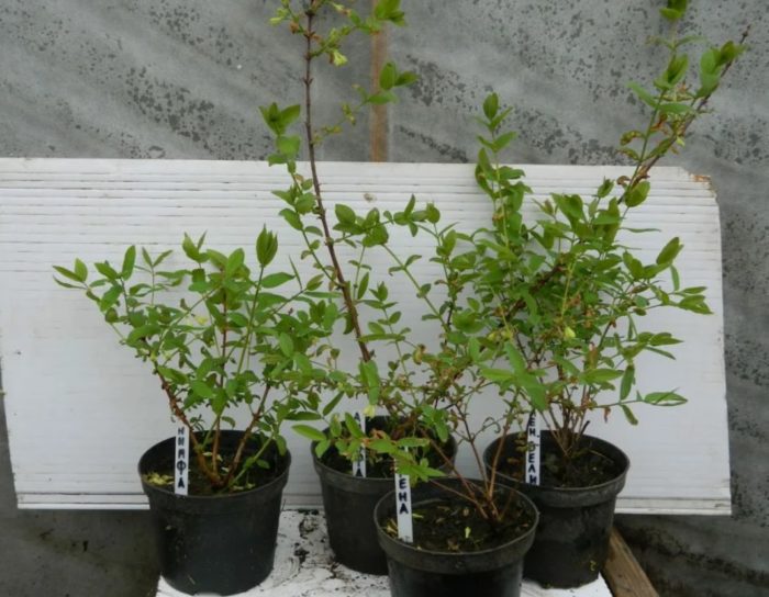 Mga punla ng honeysuckle