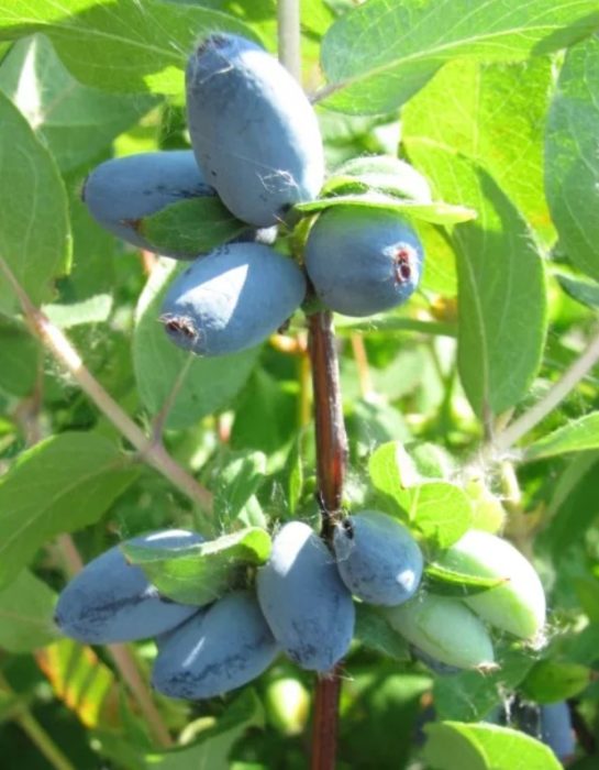 Honeysuckle Altair