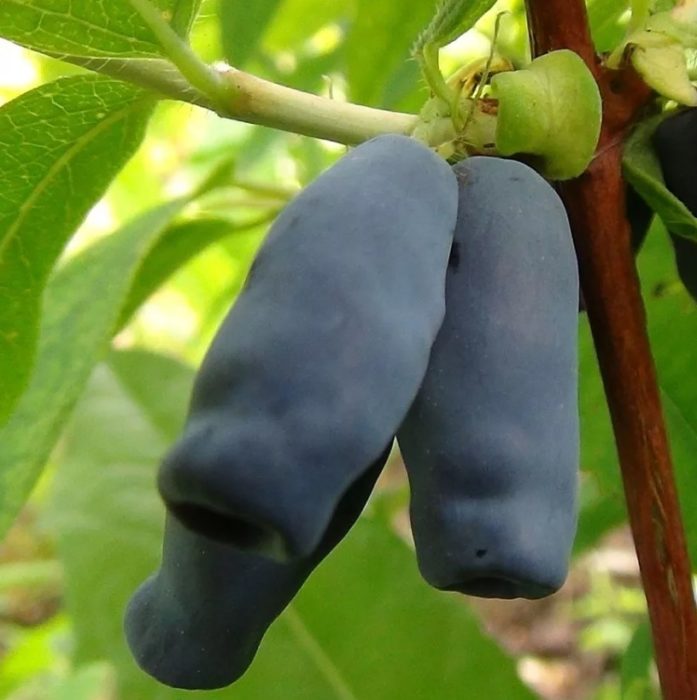 Honeysuckle Mahabang bunga