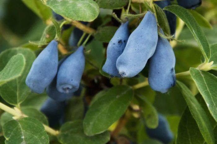 Honeysuckle Blue Spindle