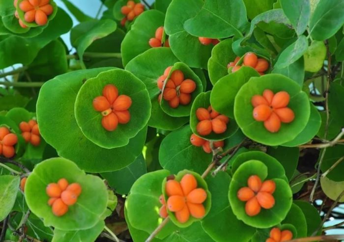 Uri ng honeysuckle na Caprifolium