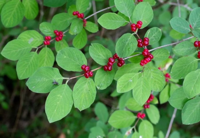 Ligaw na honeysuckle