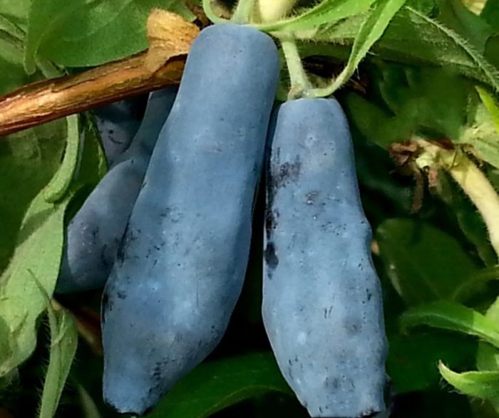 Honeysuckle Morena