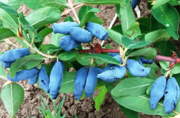 Honeysuckle Silginka