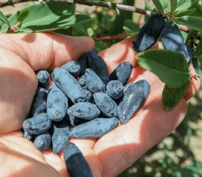 Honeysuckle Bluebird