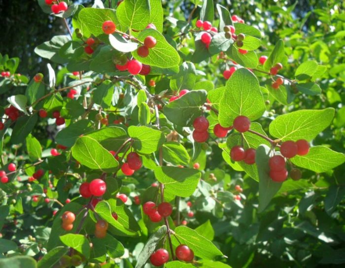 Mga uri ng honeysuckle sa Tatarskaya