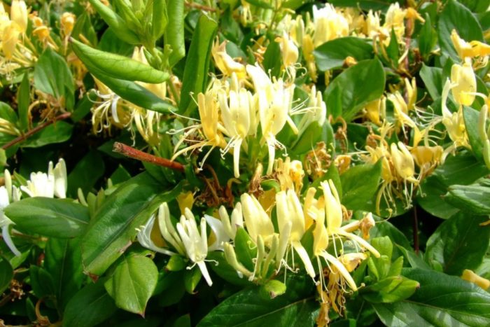 Honeysuckle ng Hapon