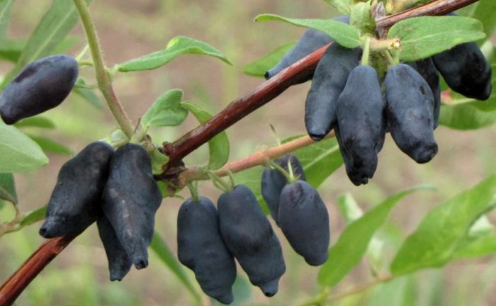 Iba't ibang uri ng honeysuckle na Cinderella