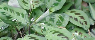 Maranta