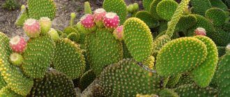 Foto van een cactusvijg