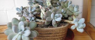Larawan ng pachyphytum
