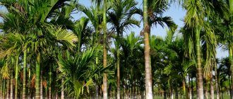 Larawan ng isang puno ng areca