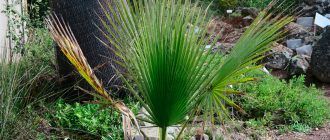 Larawan ng puno ng palma ng Washingtonia