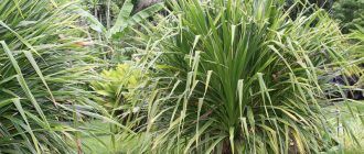 Larawan ng pandanus
