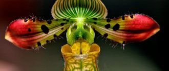 ภาพถ่ายของ Paphiopedilum